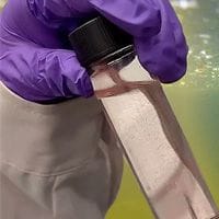 A person wearing purple gloves holds a clear vial containing a water flea.