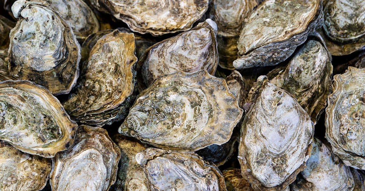 A close-up view of a pile of oysters with rough, textured shells in shades of brown, gray, and green.