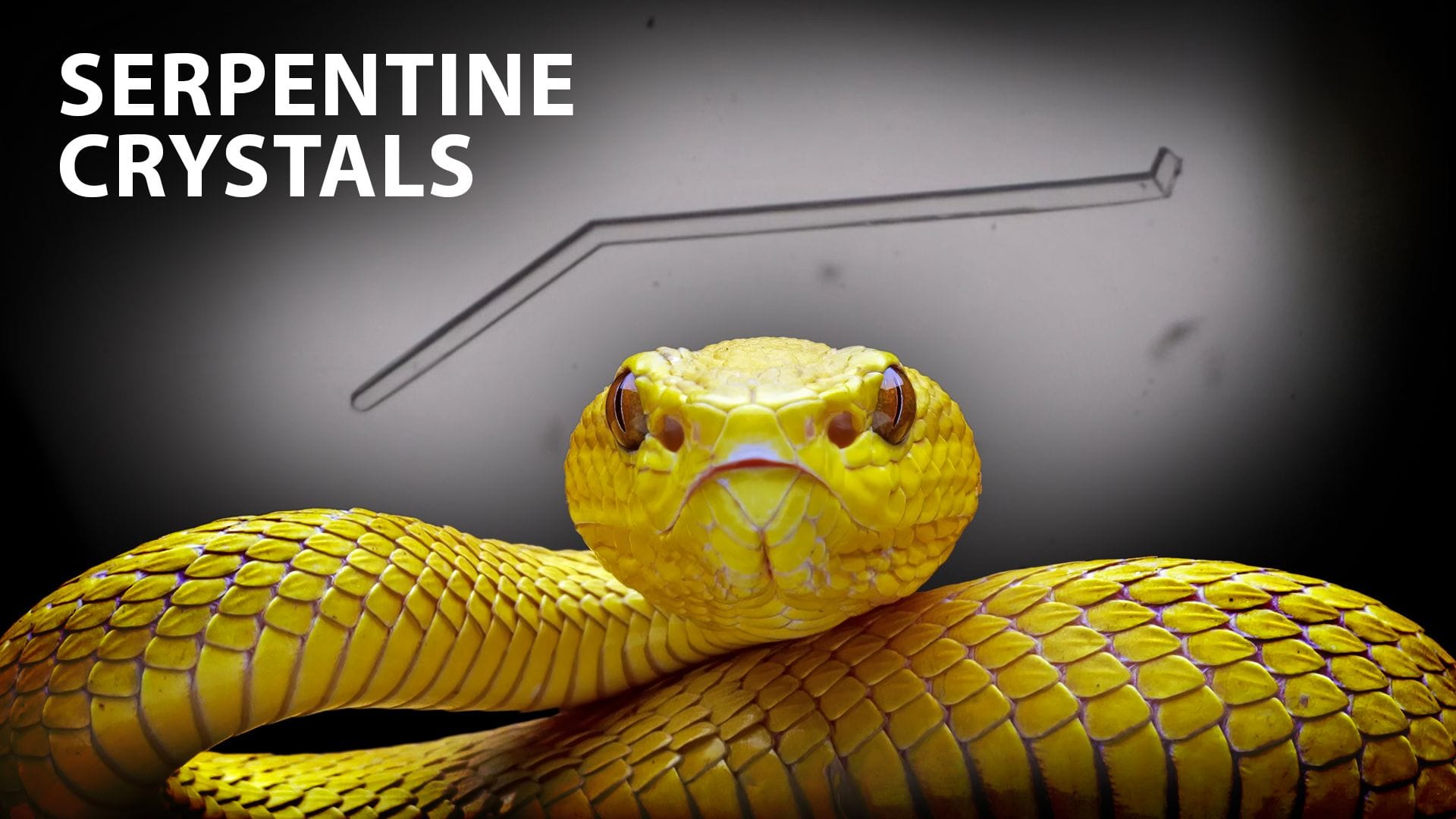 High-contrast image featuring a coiled yellow snake in sharp detail, its scales and head prominently displayed, alongside bold white text reading “Serpentine Crystals” and a faint outline of an elongated crystal shape in the background.