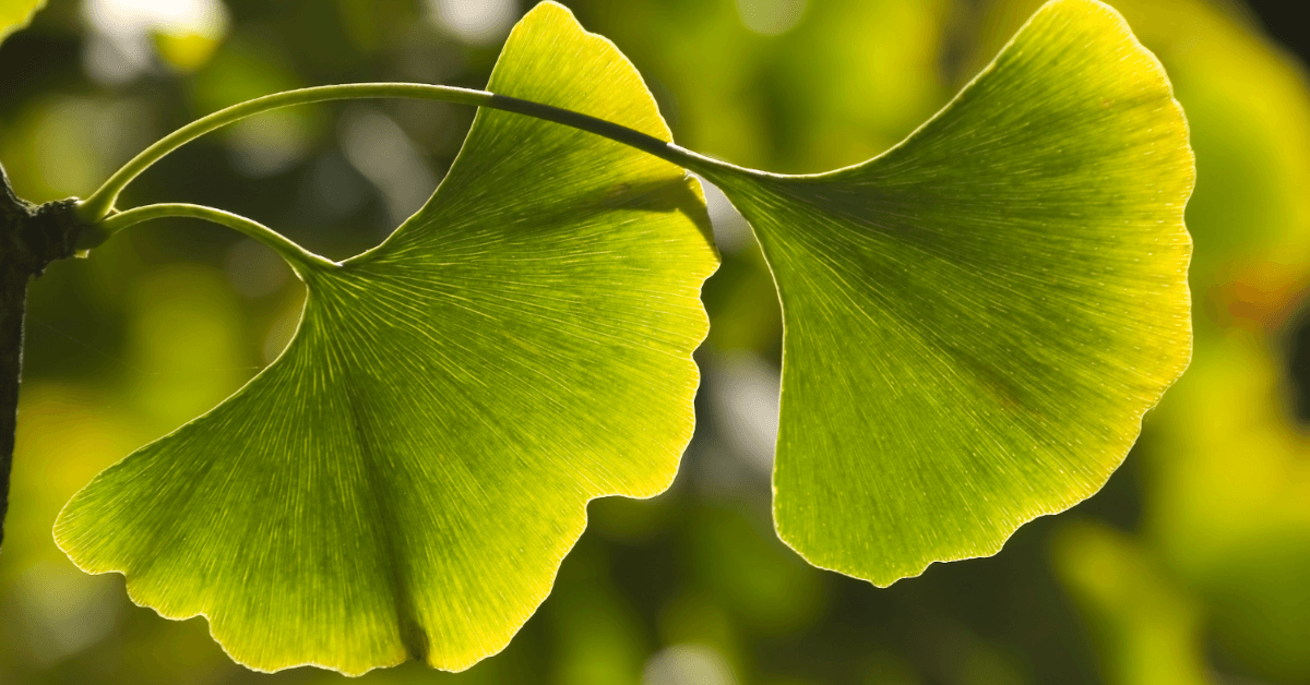 Two vibrant green ginkgo leaves on a branch against a blurred natural background.