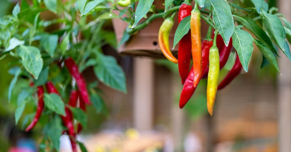 A cluster of red, yellow, and orange peppers hanging from a green plant.