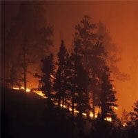 A fire burns on a hillside with trees in the background.