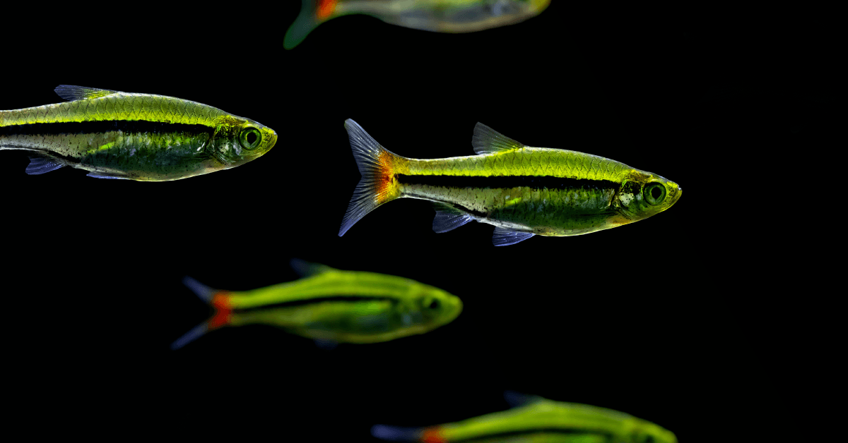 Close-up of several small green-and-yellow fish with dark lateral stripes swimming in dark water.