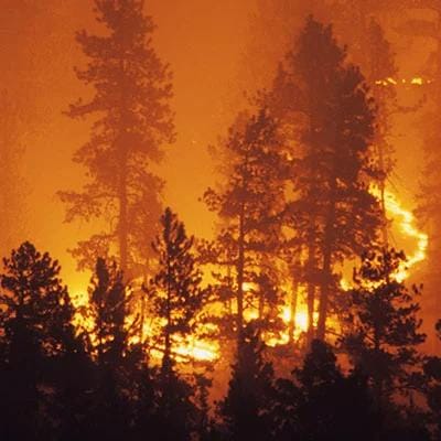 a cluster of trees backlit by wildland fire and smoke