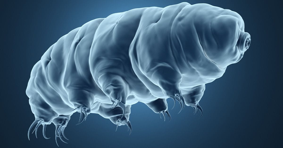 A detailed 3D illustration of a tardigrade, showcasing its segmented body and claw-like limbs against a dark blue background.