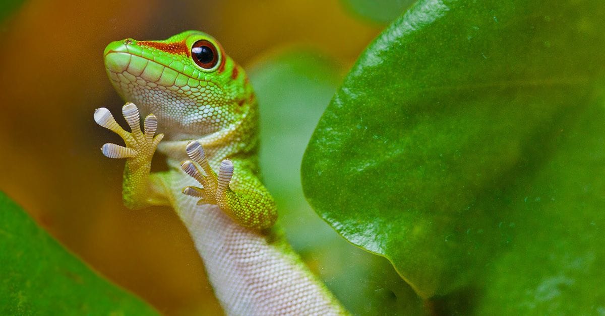 a bright green gecko, native to Madagascar, amidst a cluster of leaves with its footpads on display