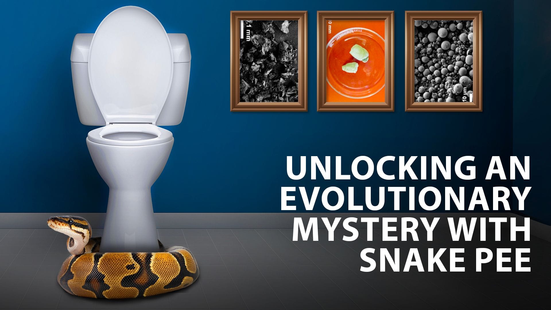 A white toilet in a blue-walled bathroom with a large yellow-and-brown snake coiled around its base; three framed scientific images hang on the wall above, including black-and-white textures and an orange dish with green pieces.