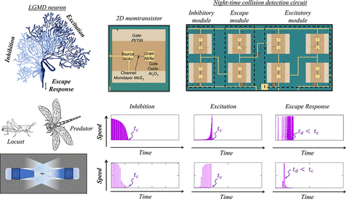 Insect-inspired collision detector