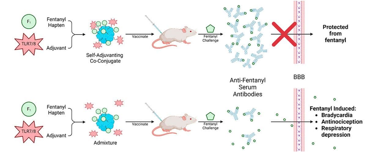 A diagram showing the different stages of a mouse's immune response.