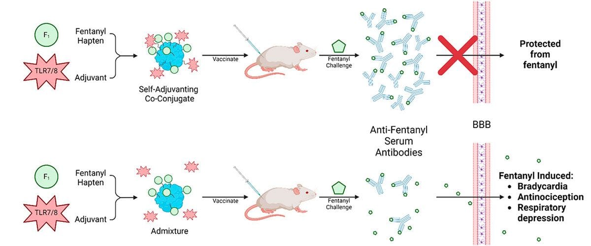 A diagram showing the different stages of a mouse's immune response.