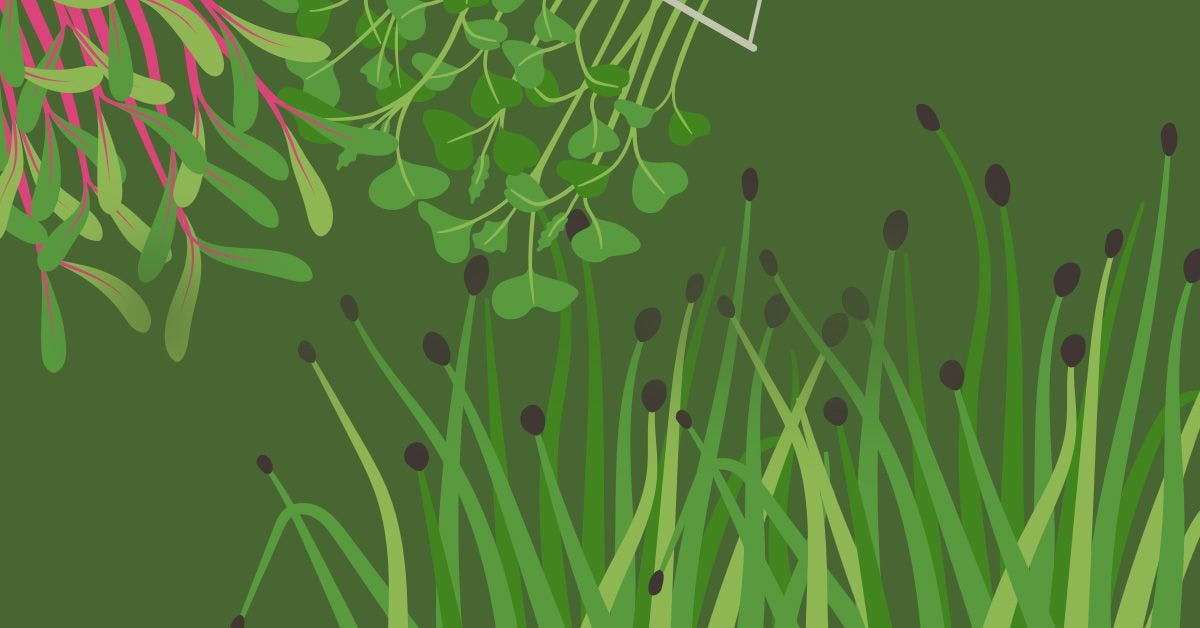 Digital illustration of a variety of plant life (grass, clover, other green species)