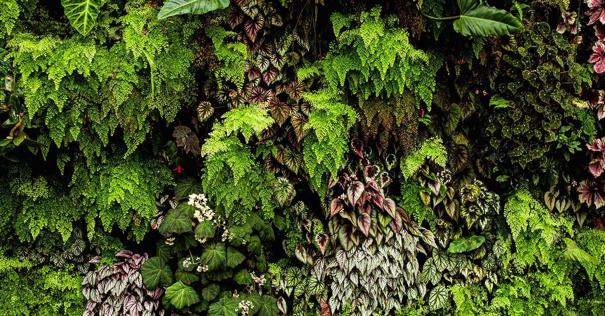 Lush green wall of assorted ferns and colorful leaves, showcasing vibrant textures and shades of green and purple foliage.