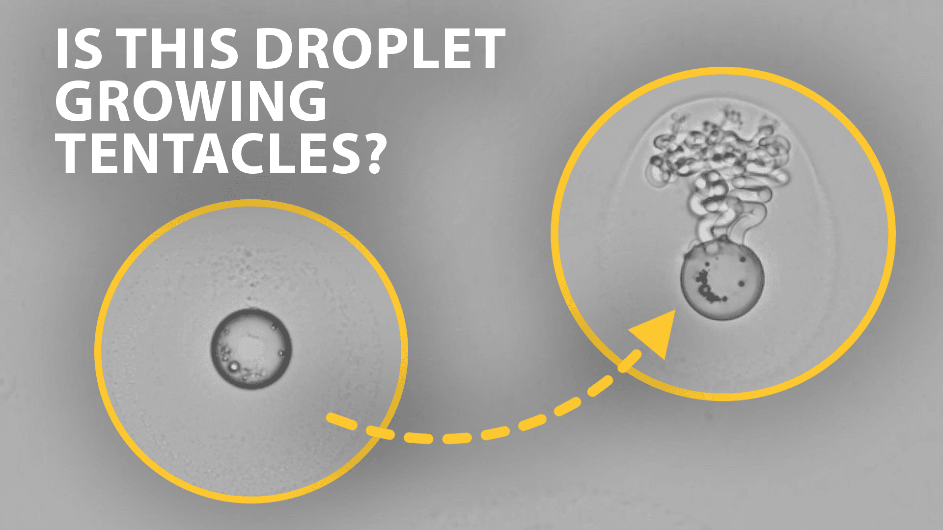 A microscopic view of two droplets, with a yellow dashed arrow pointing from a plain spherical droplet on the left to a droplet on the right releasing curly, tentacle-like structures.