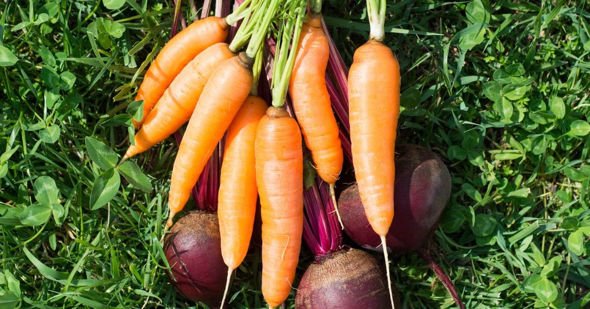 Bunches of orange carrots and dark red beets with leafy tops arranged on a grassy surface.