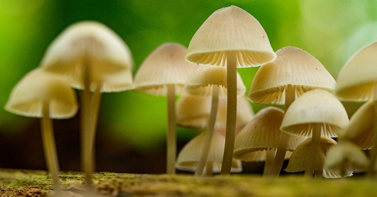 Close‑up view of a group of small, translucent beige mushrooms with slender stems emerging from a mossy log, set against a softly blurred green forest background
