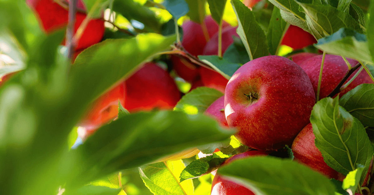 Close-up of shiny red apples ready for harvest, hanging from a branch and partially framed by blurred green leaves in warm sunlight.