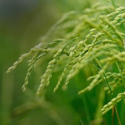 image of a green crop plant