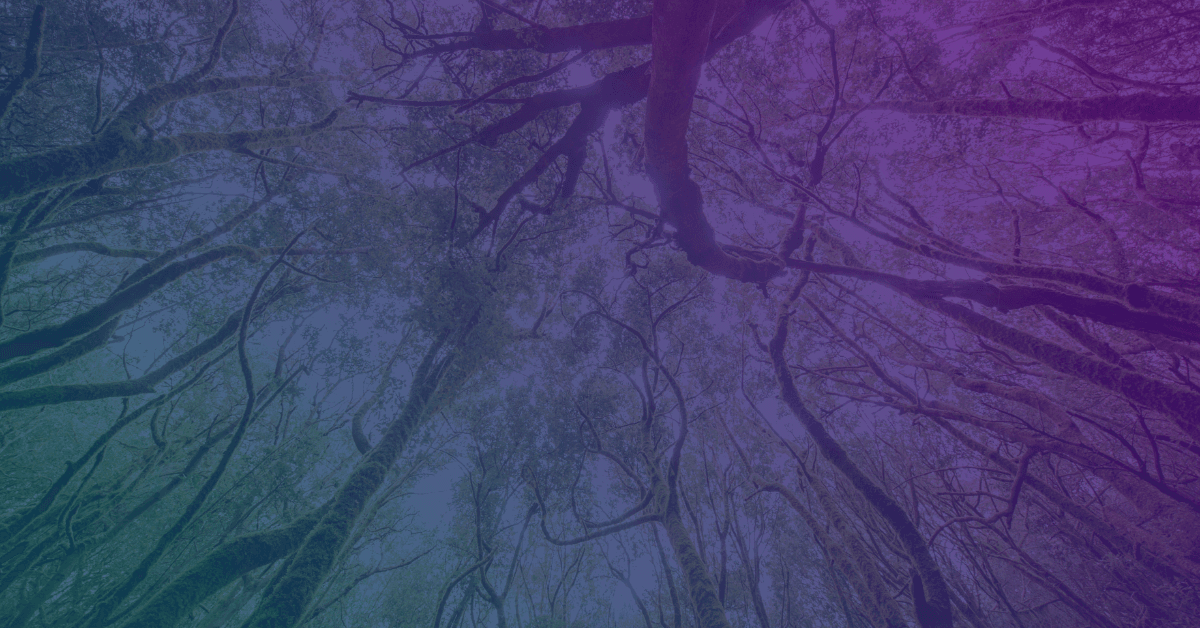 Looking up through a dense forest canopy, trees intertwine against a gradient purple and blue background.