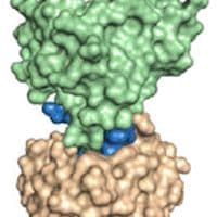 A portion of the abstract image from the article depicting KRASG12C