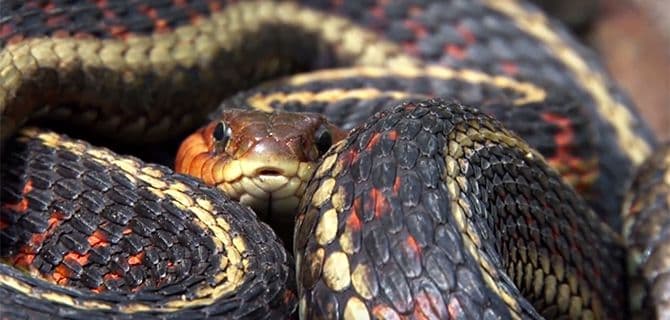 snake like material