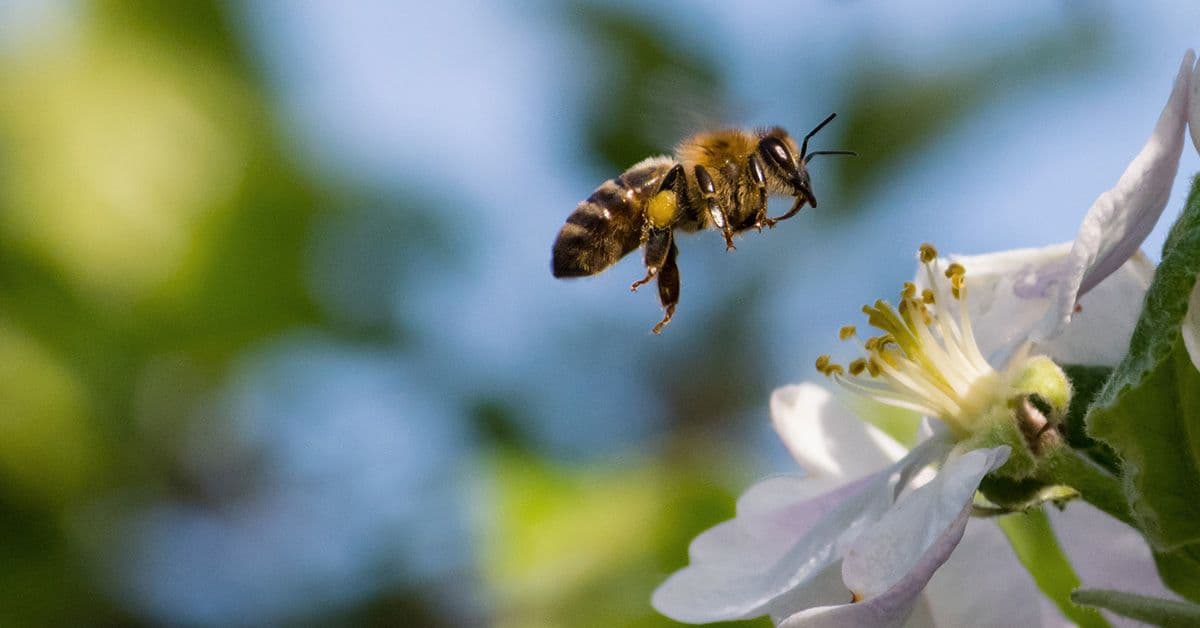 A photo of a honey bee hovering near a white flower with yellow stamens, set against a blurred background of green leaves and blue sky.
