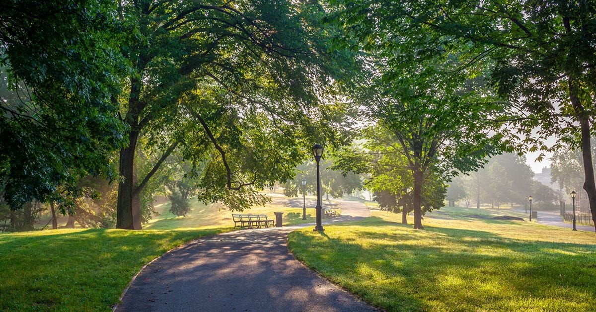 A Sunlit park pathway lined with lush green grass and tall trees, with benches and lampposts visible under a soft morning haze.