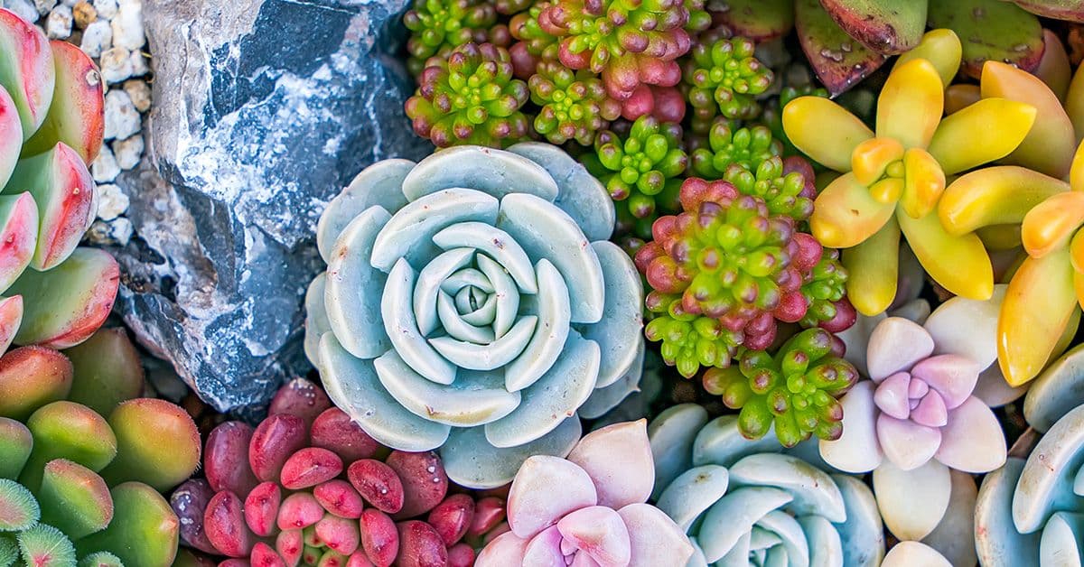 A collection of succulent plants in a garden in various shapes and colors.