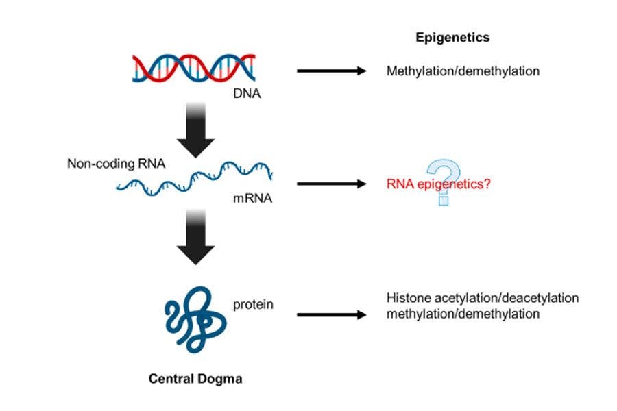 图: 在DNA和蛋白质的表观遗传机制之外，RNA表观遗传机制可能参于基因调控的设想