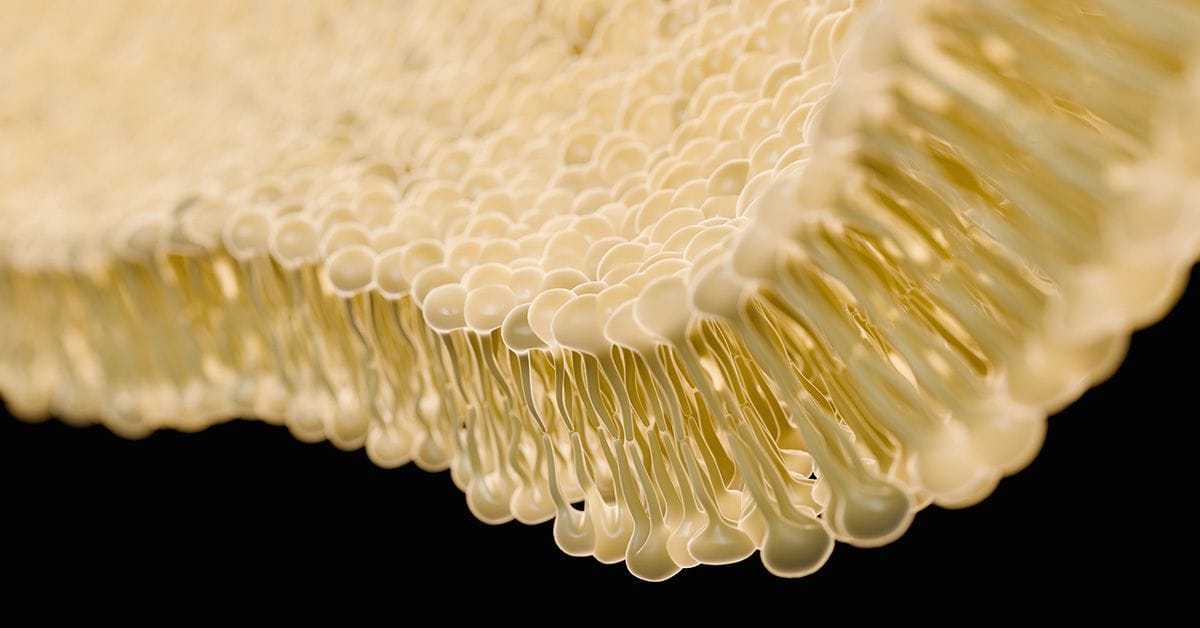 Close-up view of a cell's lipid bilayer membrane, showing the arrangement of phospholipids with hydrophilic heads facing outward and hydrophobic tails inward.